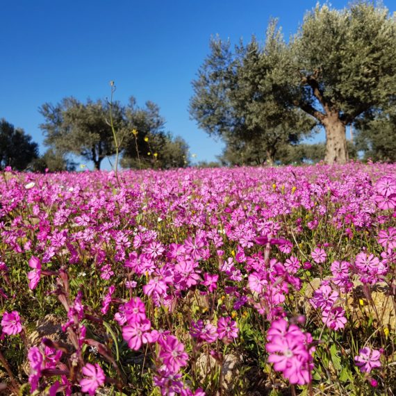 Fields of Silene colorata, Peloponnese, Greece