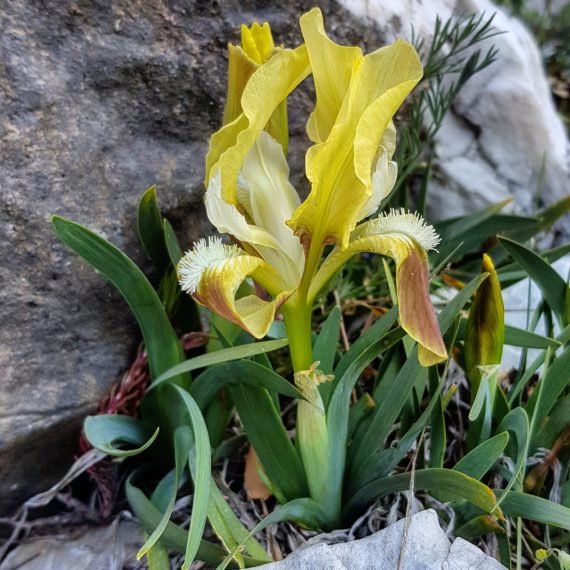 Iris attica, Peloponnese, Greece