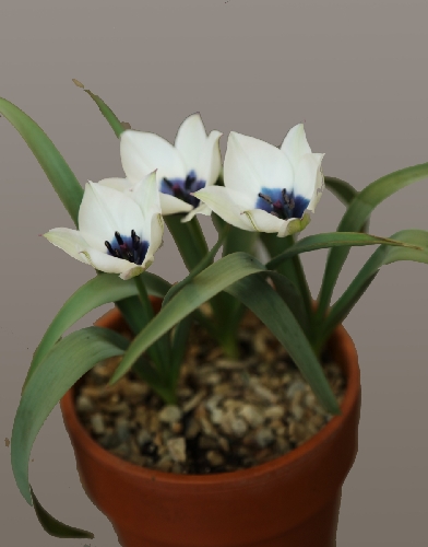 Tulipa humilis alba caerulea oculata (Exhibitor: Gordon Finch)