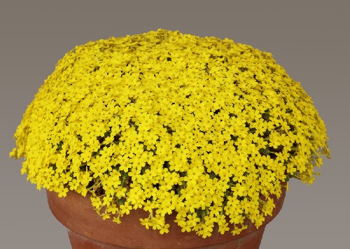 Farrer Medal: Dionysia aretioides (Exhibitor: Billy Moore)