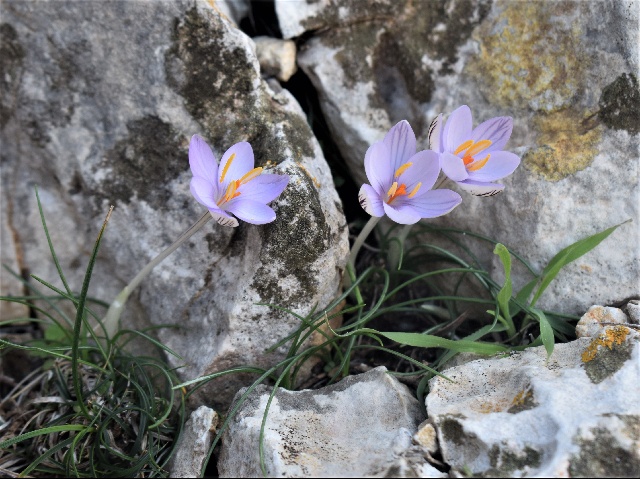 Crocus cambessedesii growing on the Cap Formentor sea cliffs.