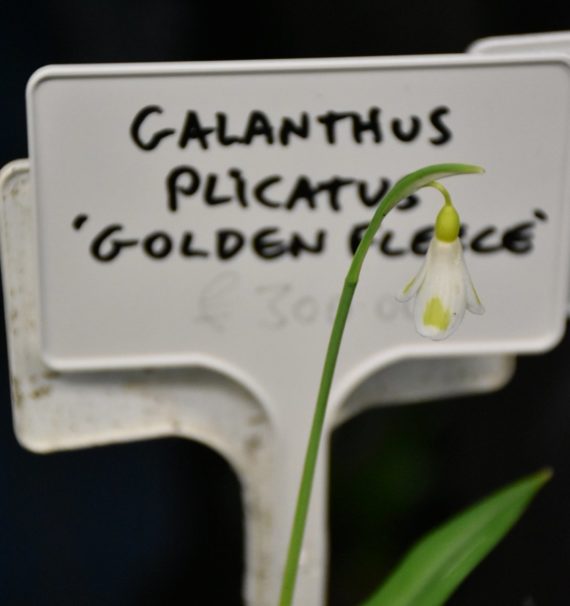 Galanthus plicatus 'Golden Fleece'