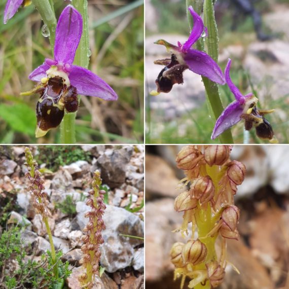 The last two orchid species of the trip