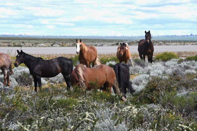 Wild horses with Rio Gallegos in the distance.