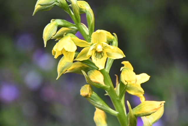 Gavilea orchid
