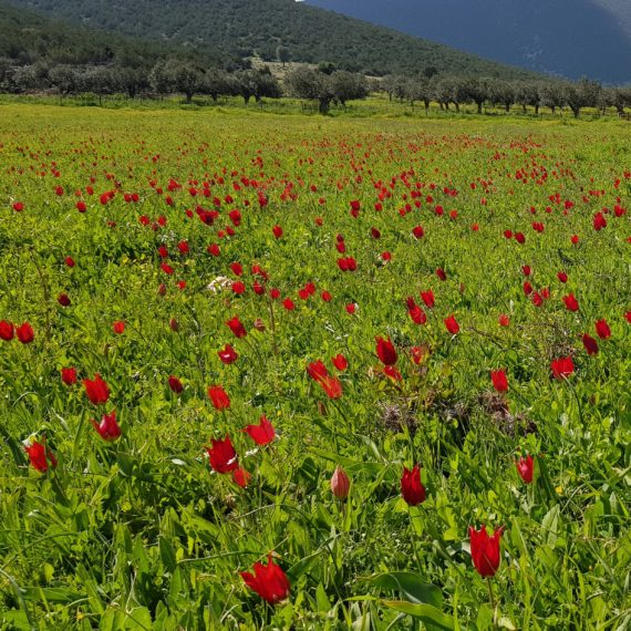 Tulip meadows in Peloponnese, Greece