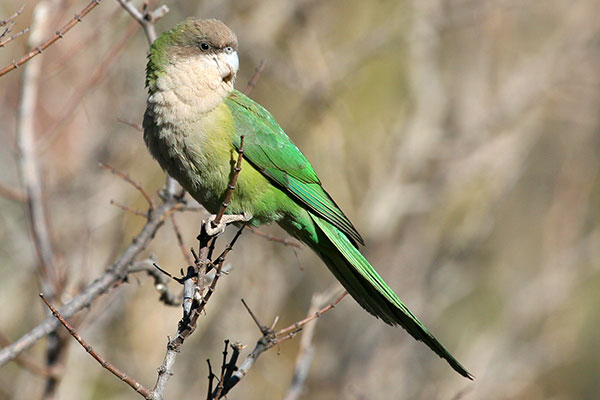 Andean Parakeet