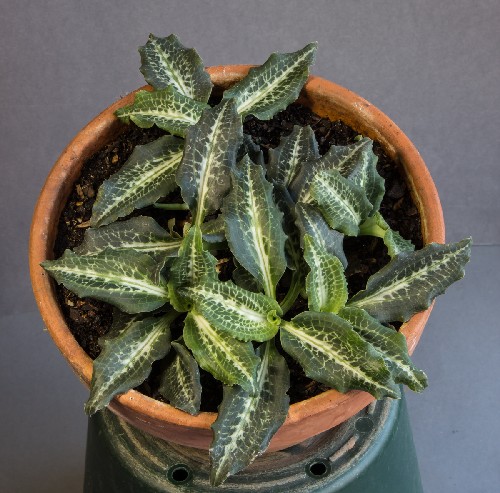 Goodyera oblongifolia (Exhibitor: Neil Hubbard)