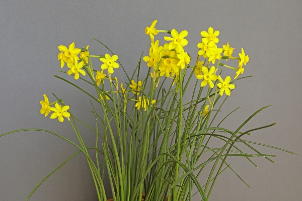 Narcissus jonquilla (Exhibitor: Clare Oates)
