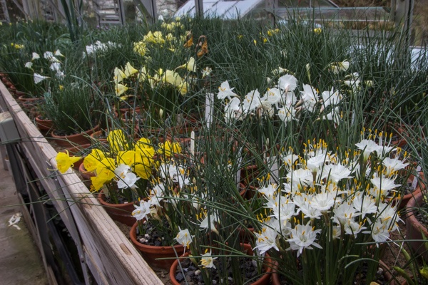 Show pots of Narcissus cultivars.