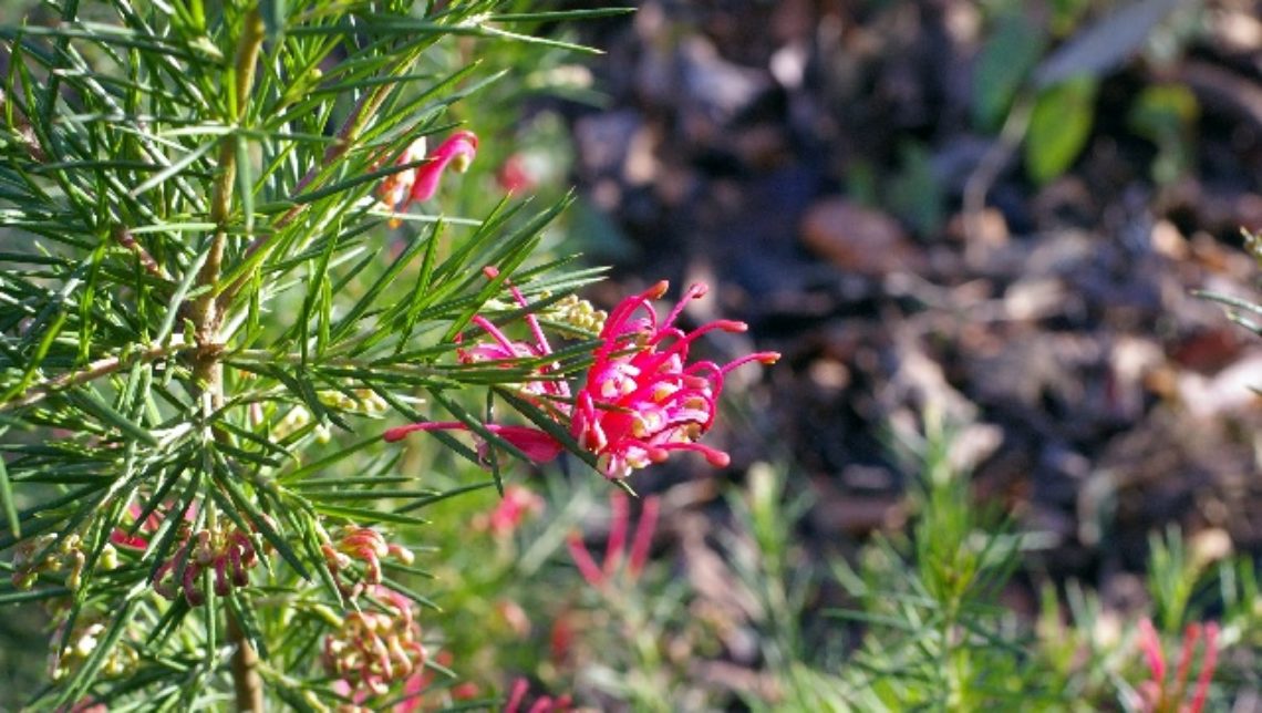 Grevillea rosmarinifolia 'Canberra Gem'