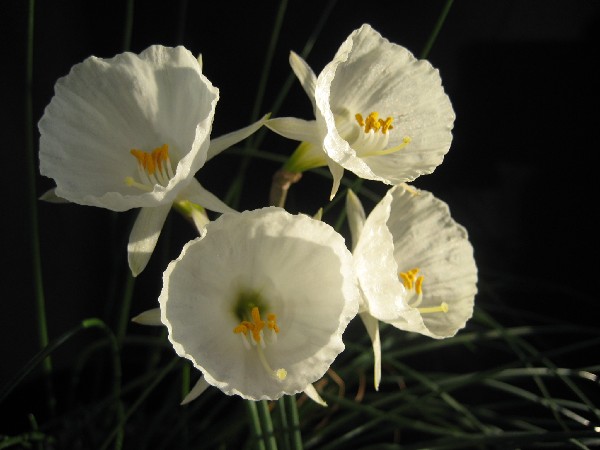 Narcissus 'Camoro'