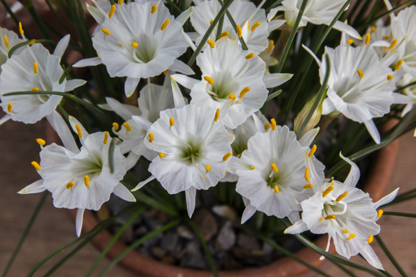 Narcissus cantabricus Rif form