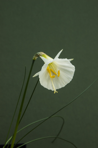 Narcissus cantabricus big flowers