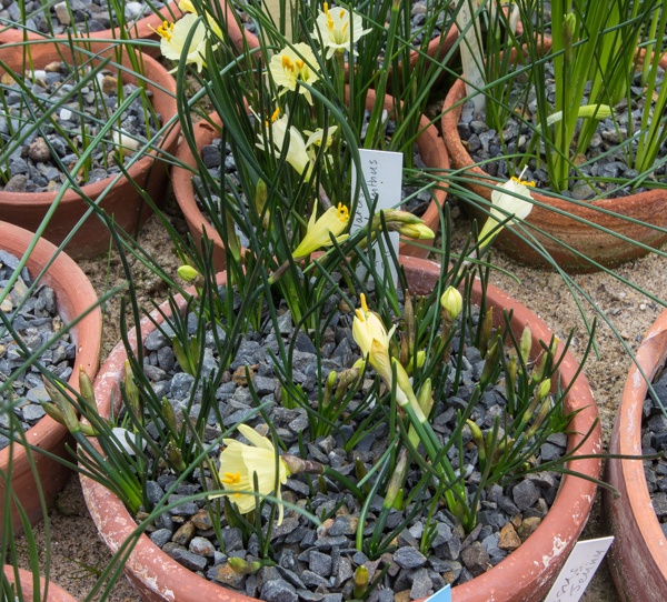 Narcissus hedreanthus