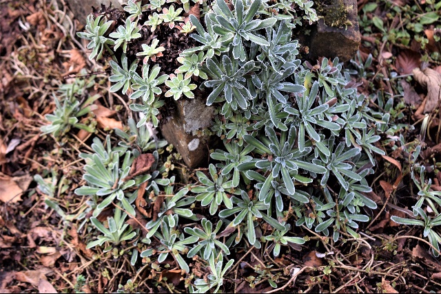 Saxifraga hostii subsp. hostii