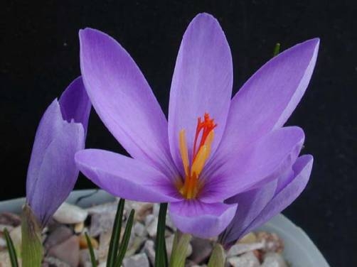 Image result for Tony Goode ‘A Crocus for all Seasons’