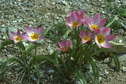 Tulipa saxatilis (Photographer: Muriel Hodgman)