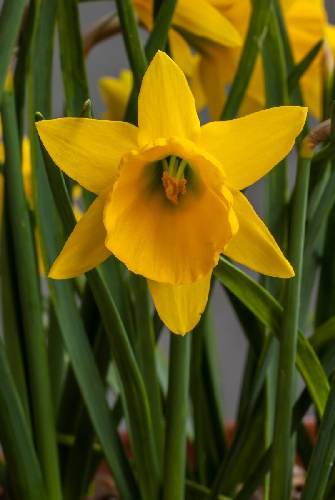 Narcissus bulbocodium 'Little Soldier' (Photographer: Jon Evans)