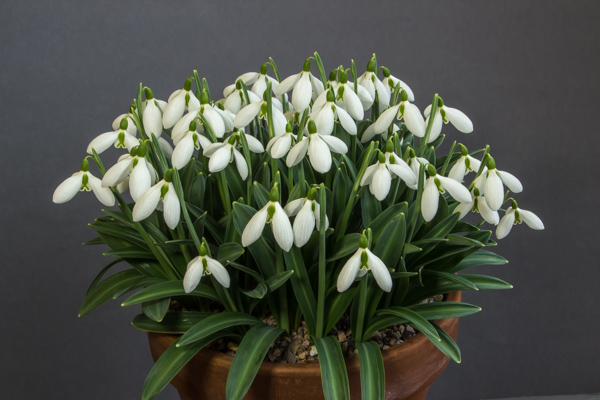 Galanthus 'Sophie North' (Exhibitor: Don Peace)