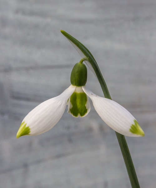 Green-tipped Galanthus