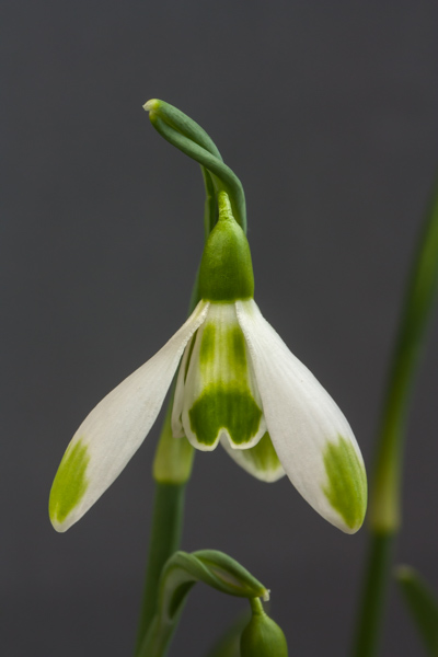 Galanthus x valentinei 'Joe Spotted' (Exhibitor: Ben & Paddy Parmee)