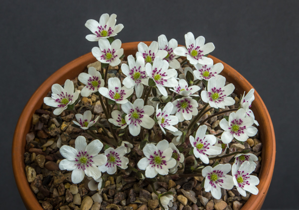 Hepatica japonica f. magna (Exhibitor: Don Peace)