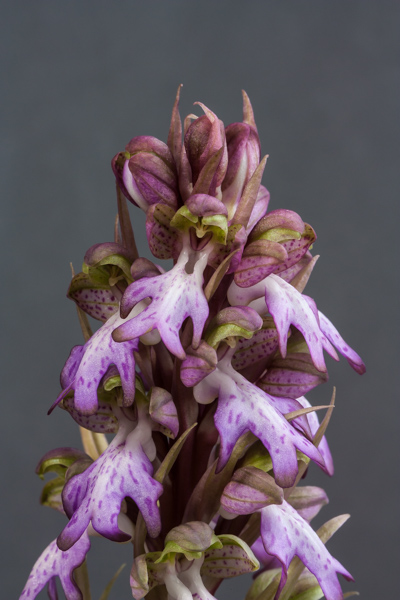 Himantoglossum robertianum (Exhibitor: Barry Tattersall)