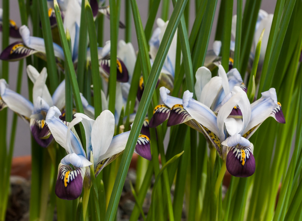 Iris zagrica (Exhibitor: Bob & Rannveig Wallis)