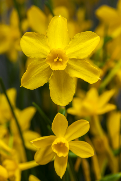 Narcissus jonquilla var henriquesii (Exhibitor: Bob & Rannveig Wallis)