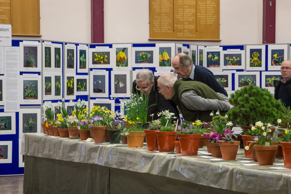 Alpine Garden Society South Wales Show 2019 flower show