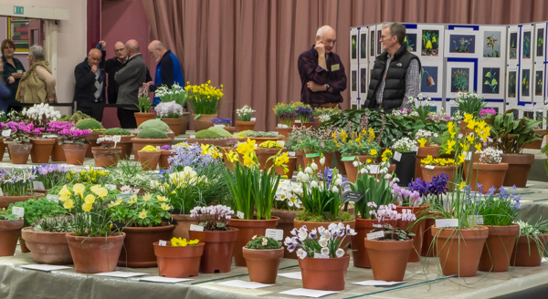 Alpine Garden Society South Wales Show 2019 flower show