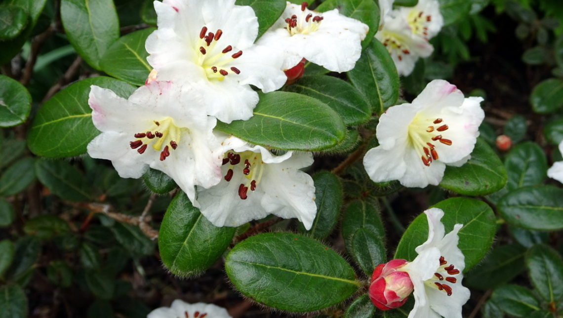 Rhododendron leucaspis