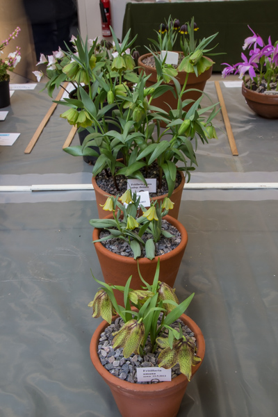 Three small pans of bulbous plants (Exhibitor: Lee & Julie Martin)