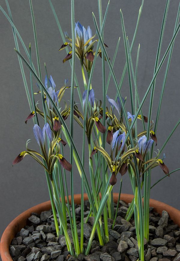Iris pamphilica (Exhibitor: Colin & Elaine Barr)
