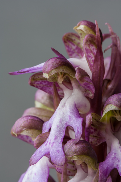 Himantoglossum robertianum (Exhibitor: Barry Tattersall)