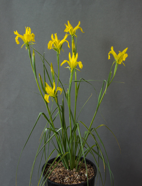 Iris aitchisonii (Exhibitor: Jim Almond)