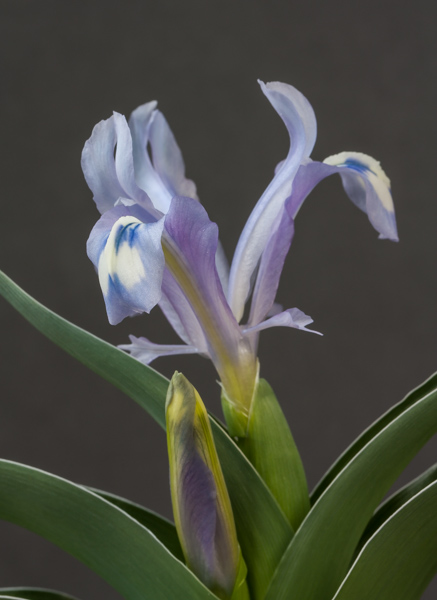 Iris kuschakewiczii (Exhibitor: Ann & Mike Morton)