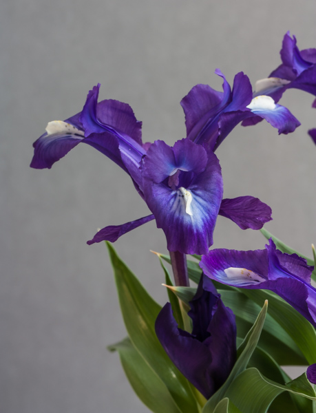 Iris nusairiensis x Iris aucheri 'Olof' (Exhibitor: Jim Almond)