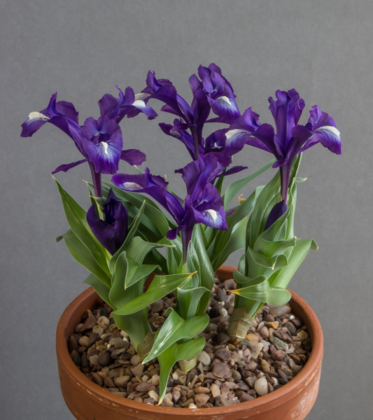 Iris nusairiensis x Iris aucheri 'Olof' (Exhibitor: Jim Almond)