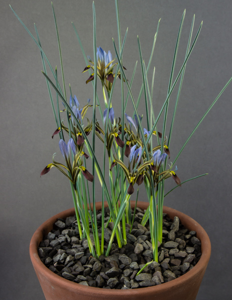 Iris pamphilica (Exhibitor: Colin & Elaine Barr)