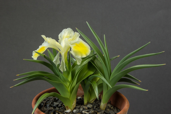 Iris peshmenii (Exhibitor: Bob & Rannveig Wallis)