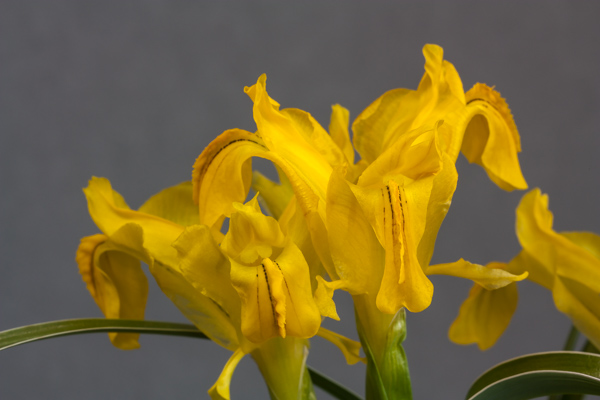 Iris svetlanae (Exhibitor: Bob & Rannveig Wallis)