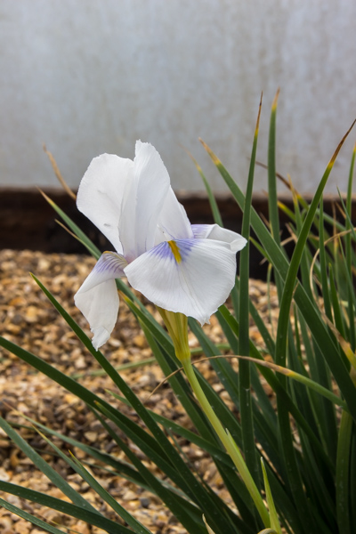 Iris unguicularis 'Peloponnese Snow'