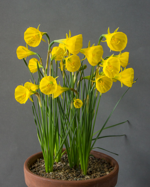 Narcissus 'Oxford Gold' (Exhibitor: Peter Hurren)