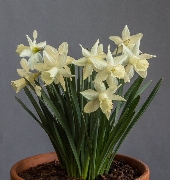 Narcissus 'Snow Baby' (Exhibitor: Ben & Paddy Parmee)