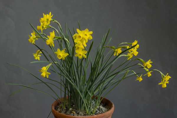 Narcissus atlanticus hybrid (Exhibitor: Bob & Rannveig Wallis)