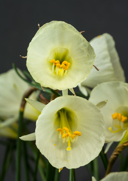 Narcissus bulbocodium 'White Petticoat' (Exhibitor: Ben & Paddy Parmee)