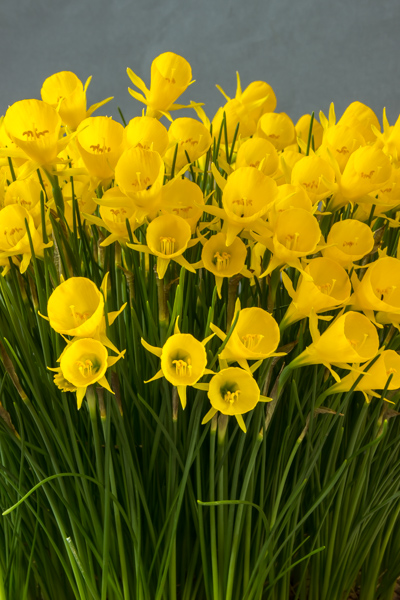 Narcissus bulbocodium conspicuus (Exhibitor: Jim McGregor)