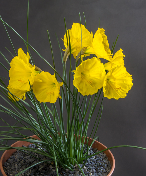 Narcissus bulbocodium ex. Tallos (Exhibitor: Paddy Smith)
